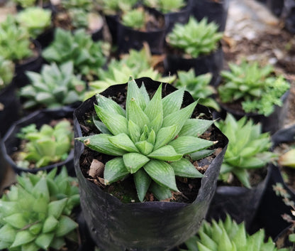 Haworthia Mucronata – Compact Succulent Plant | Symbol of Resilience, Luck & Positivity Plant