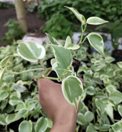 Money Plant (Variegated Pothos) – Air Purifying Indoor Plant | Easy Care Vine | Vastu Plant | Lucky Plant for Home