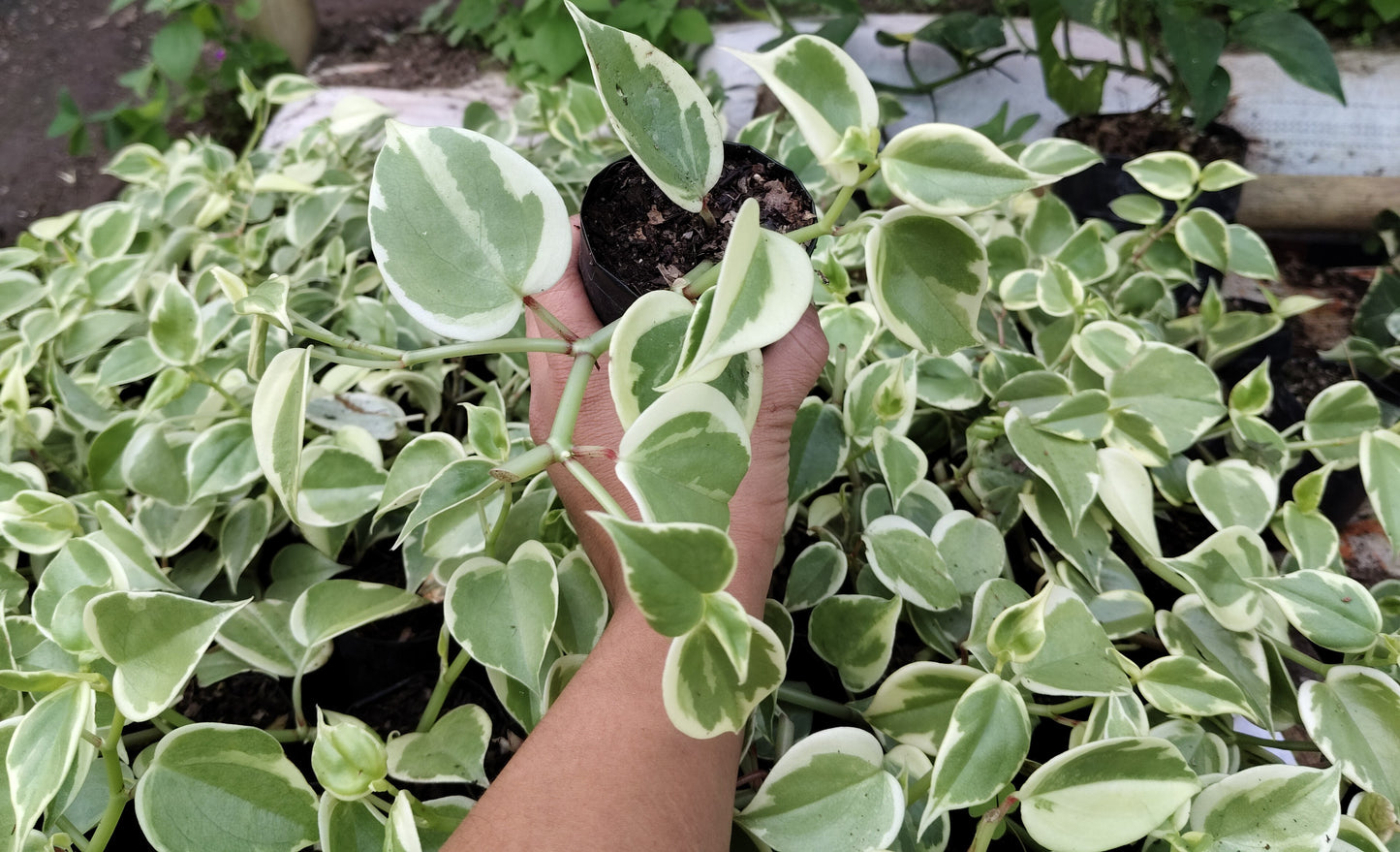 Money Plant (Variegated Pothos) – Air Purifying Indoor Plant | Easy Care Vine | Vastu Plant | Lucky Plant for Home