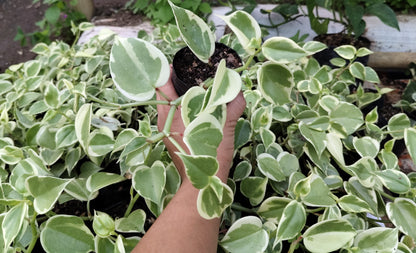 Money Plant (Variegated Pothos) – Air Purifying Indoor Plant | Easy Care Vine | Vastu Plant | Lucky Plant for Home