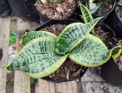 Sansevieria Twister (Tsunami Snake Plant) – Air Purifying Indoor Plant