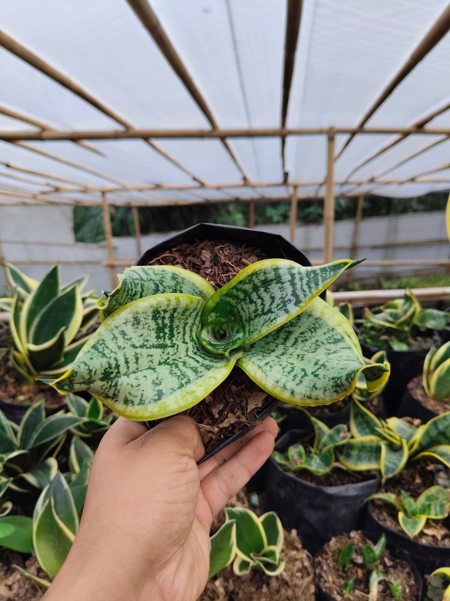 Sansevieria Twister (Tsunami Snake Plant) – Air Purifying Indoor Plant