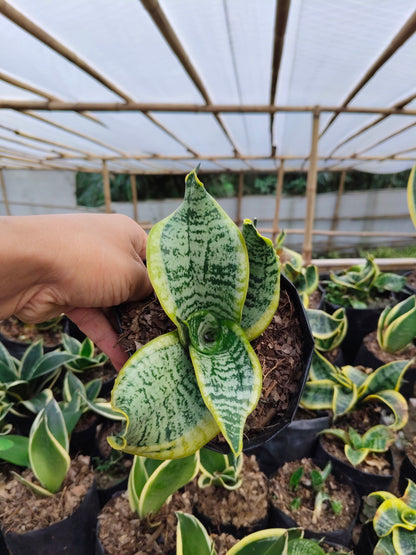 Sansevieria Twister (Tsunami Snake Plant) – Air Purifying Indoor Plant