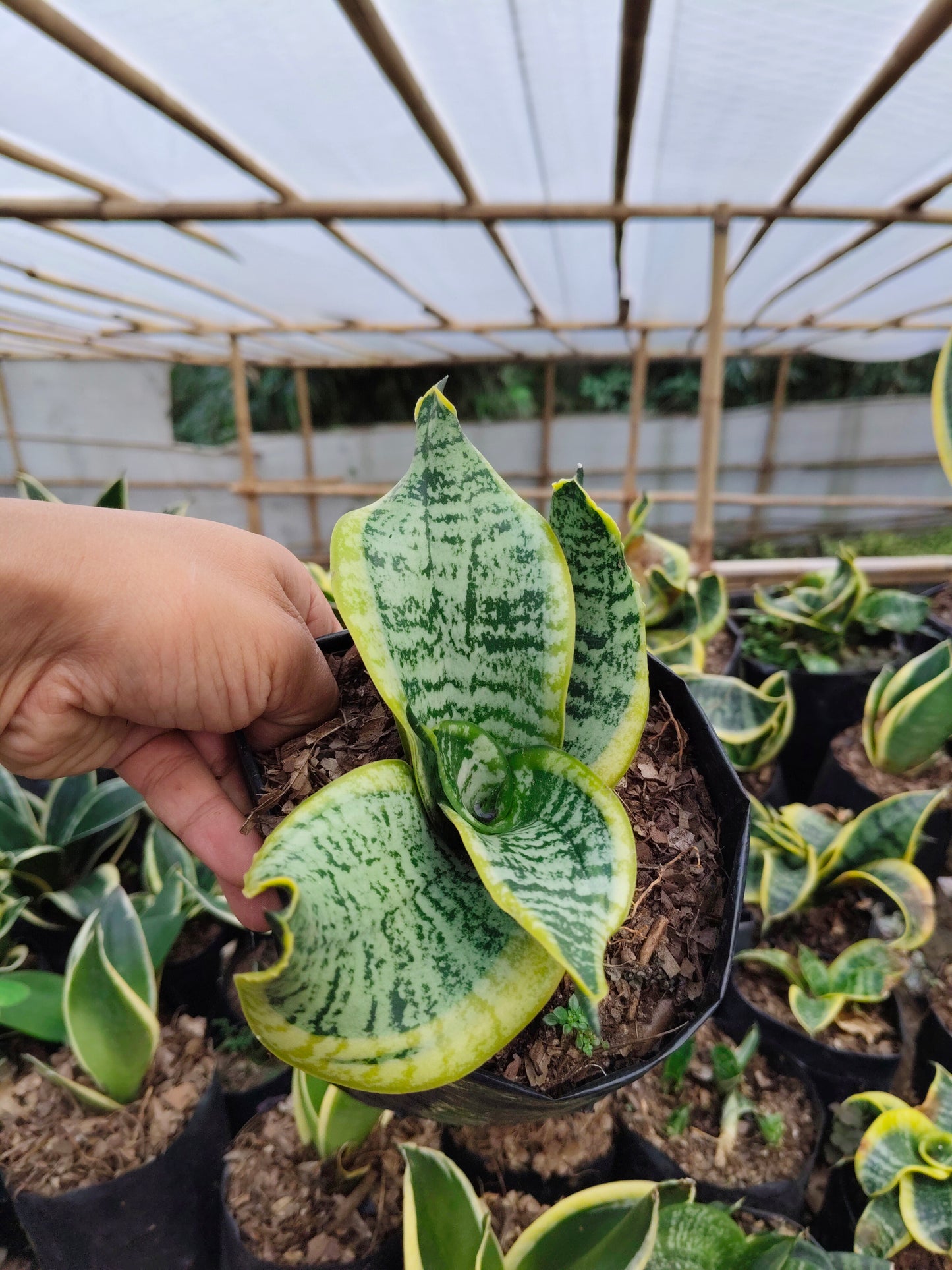 Sansevieria Twister (Tsunami Snake Plant) – Air Purifying Indoor Plant