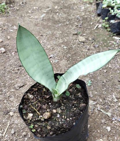 Sansevieria Trifasciata ‘Moonshine’ – Silver Snake Plant | Best Air Purifying Plant | Home Decor | Gifting Plant