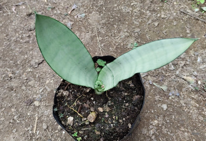 Sansevieria Trifasciata ‘Moonshine’ – Silver Snake Plant | Best Air Purifying Plant | Home Decor | Gifting Plant