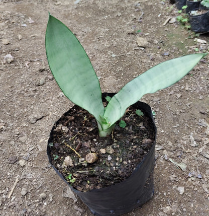 Sansevieria Trifasciata ‘Moonshine’ – Silver Snake Plant | Best Air Purifying Plant | Home Decor | Gifting Plant
