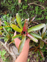 Bromeliad Neoregelia ‘Lyda’s Pride’ – Exotic Indoor Plant | Air Purifying Tropical Beauty – Bare-Rooted