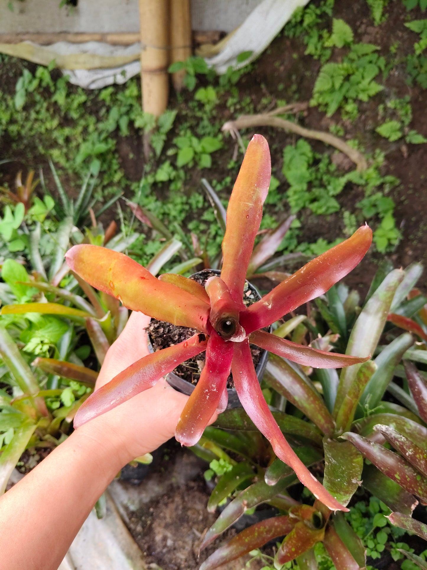 Bromeliad Neoregelia ‘Lyda’s Pride’ – Exotic Indoor Plant | Air Purifying Tropical Beauty