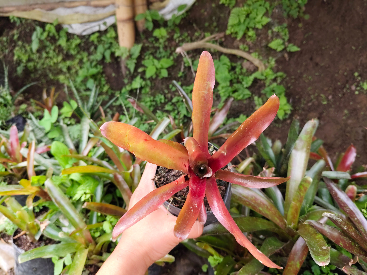 Bromeliad Neoregelia ‘Lyda’s Pride’ – Exotic Indoor Plant | Air Purifying Tropical Beauty