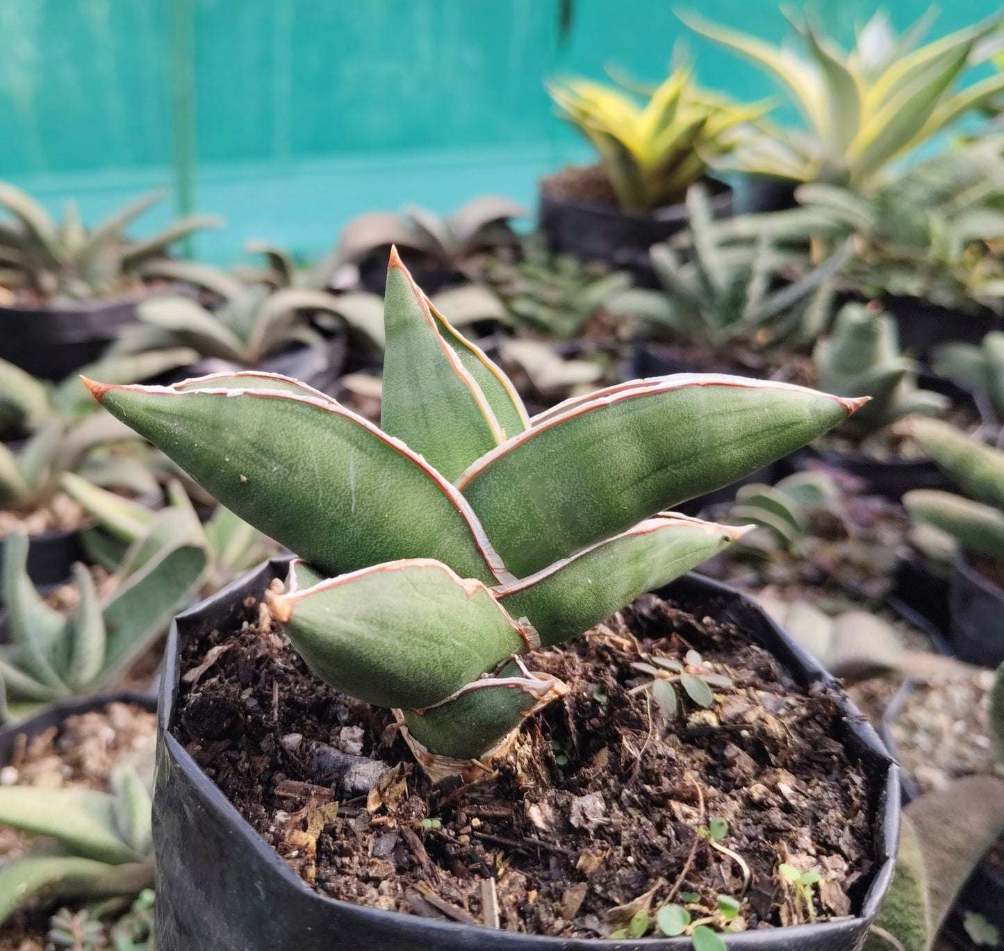 Sansevieria Samurai Ehrenbergii cv. – Dwarf Snake Plant | Air Purifying Indoor Succulent