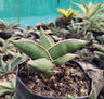 Sansevieria Samurai Ehrenbergii cv. – Dwarf Snake Plant | Air Purifying Indoor Succulent – Bare-Rooted