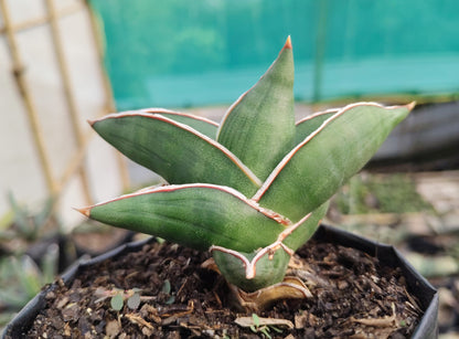 Sansevieria Samurai Ehrenbergii cv. – Dwarf Snake Plant | Air Purifying Indoor Succulent