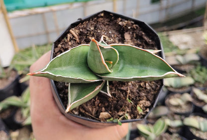 Sansevieria Samurai Ehrenbergii cv. – Dwarf Snake Plant | Air Purifying Indoor Succulent