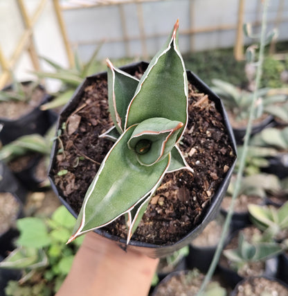 Sansevieria Samurai Ehrenbergii cv. – Dwarf Snake Plant | Air Purifying Indoor Succulent