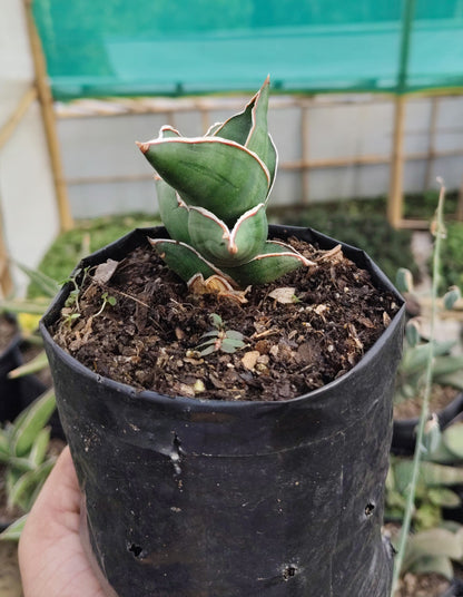 Sansevieria Samurai Ehrenbergii cv. – Dwarf Snake Plant | Air Purifying Indoor Succulent