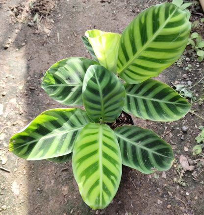 Goeppertia Zebrina (Calathea Zebrina) – Zebra Plant | Low-Light Indoor Plant for Home & Office