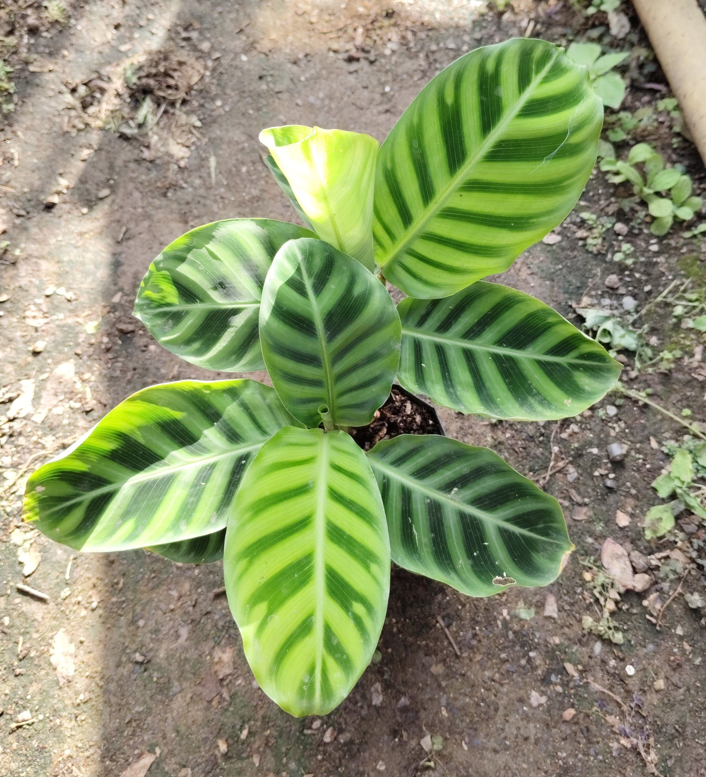 Goeppertia Zebrina (Calathea Zebrina) – Zebra Plant | Low-Light Indoor Plant for Home & Office