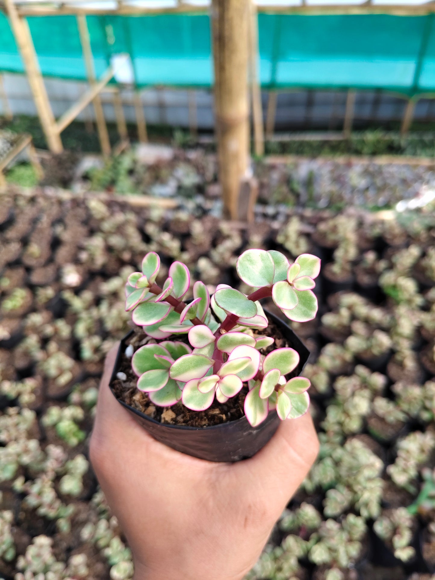 Good Luck Mini Jade Plant (Portulacaria Afra Variegated) – Symbol of Prosperity & Positive Energy | Low Maintenance Indoor Plant