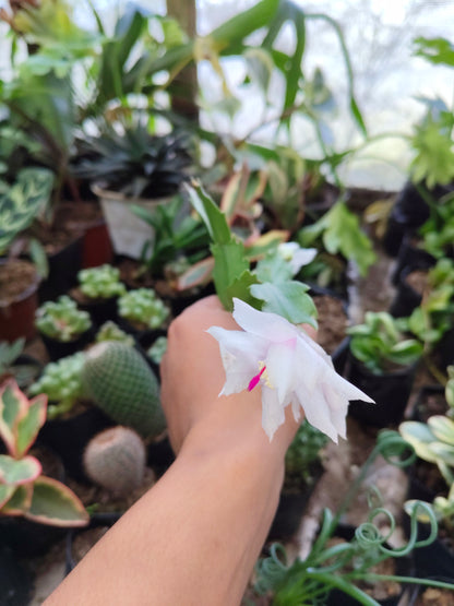 Zygocactus (Christmas Cactus) White – Blooming Indoor Plant | Low Maintenance Succulent | Hanging Plant