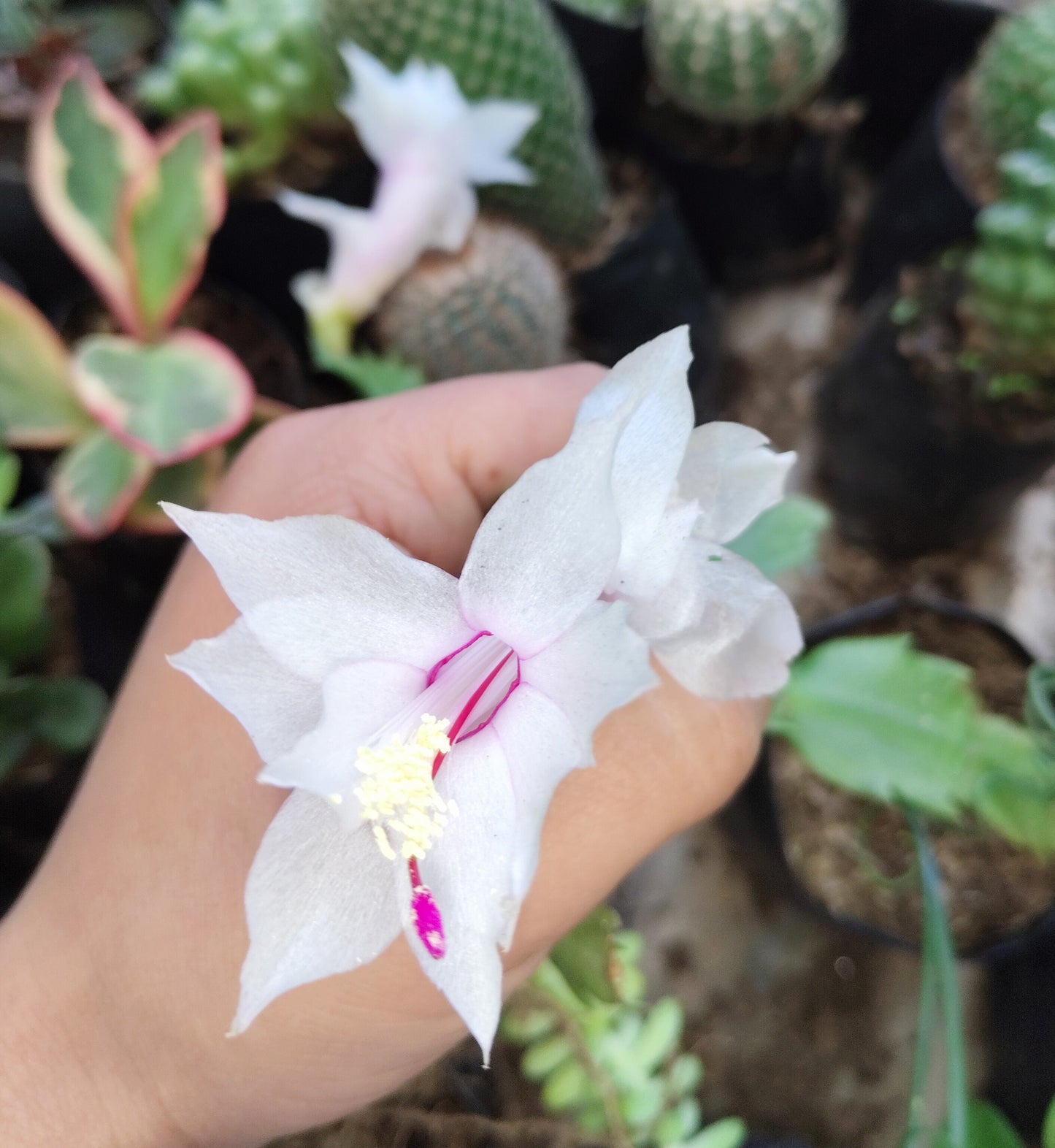 Zygocactus (Christmas Cactus) White – Blooming Indoor Plant | Low Maintenance Succulent | Hanging Plant
