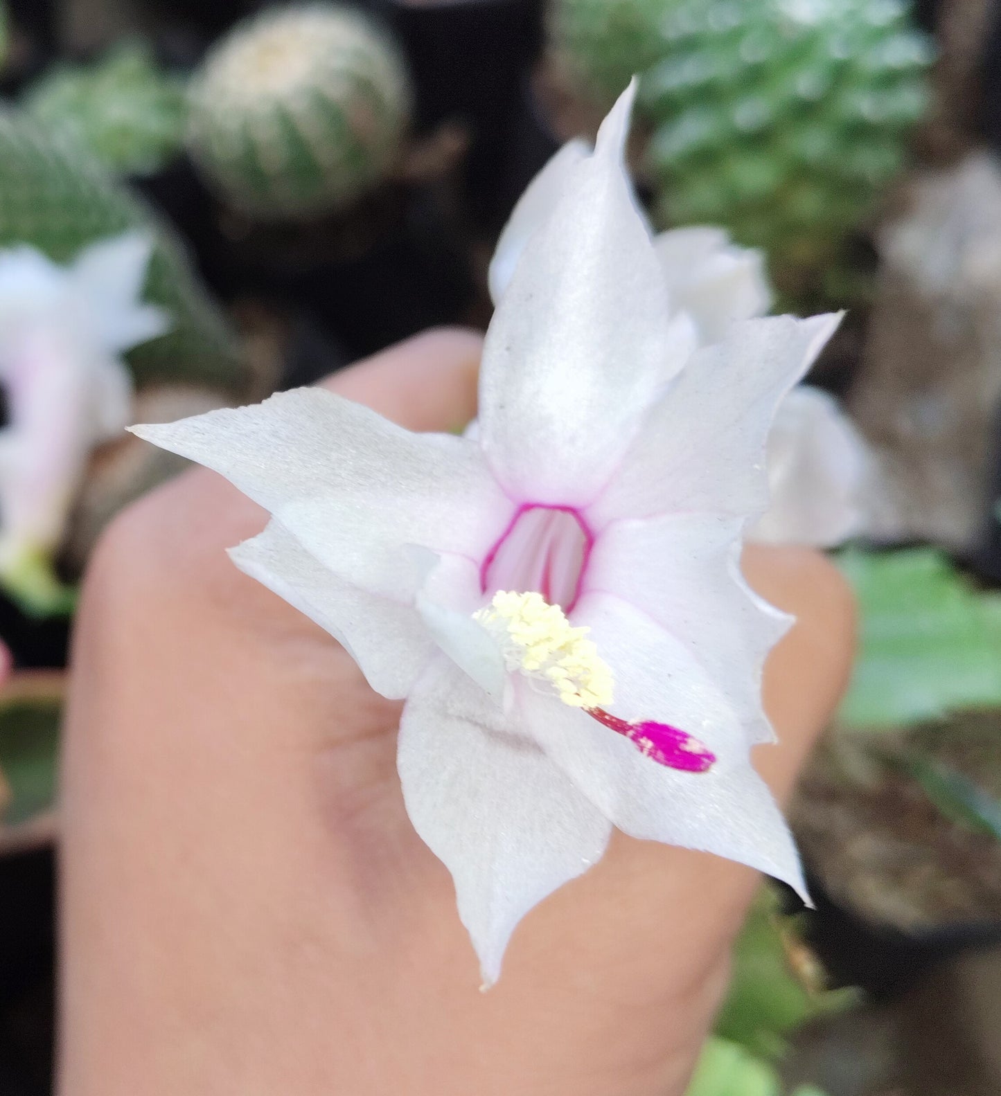 Zygocactus (Christmas Cactus) White – Blooming Indoor Plant | Low Maintenance Succulent | Hanging Plant