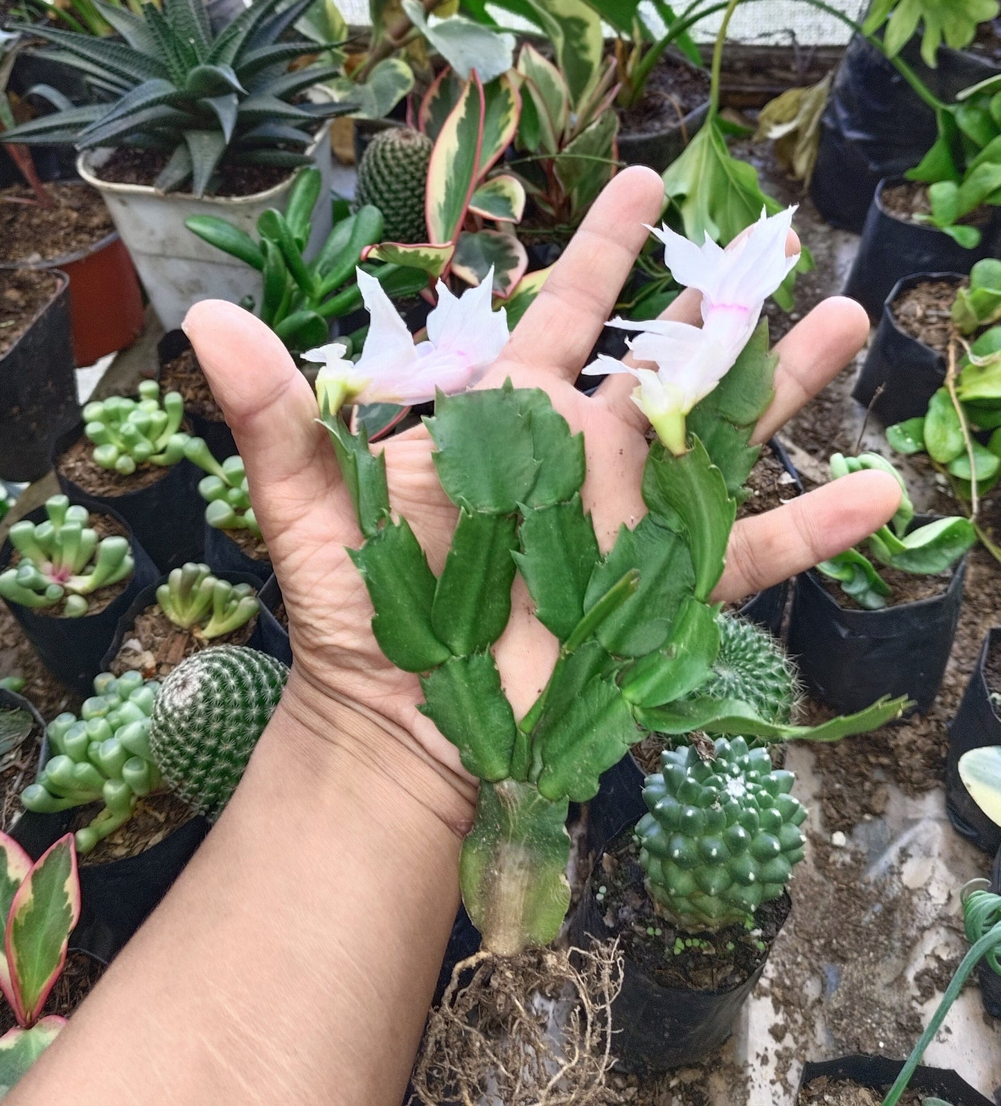 Zygocactus (Christmas Cactus) White – Blooming Indoor Plant | Low Maintenance Succulent | Hanging Plant