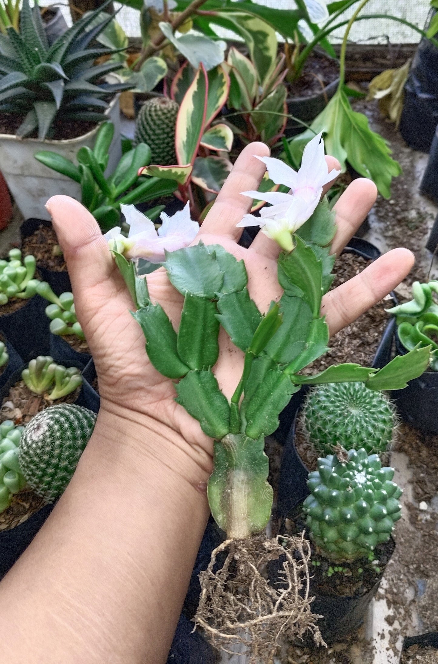 Zygocactus (Christmas Cactus) White – Blooming Indoor Plant | Low Maintenance Succulent | Hanging Plant