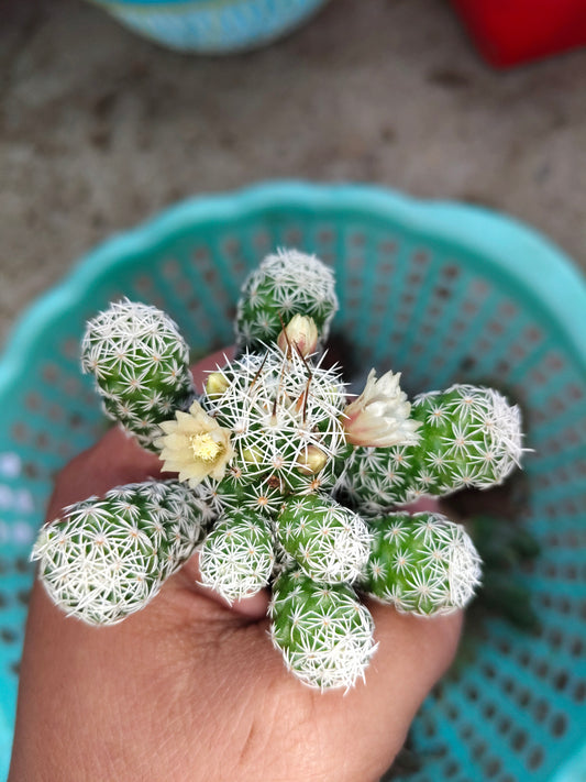 Mammillaria Vetula, The Thimble cactus (Nipple Cactus)
