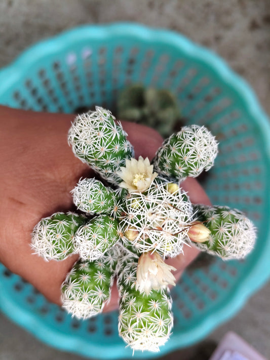 Mammillaria Vetula, The Thimble cactus (Nipple Cactus)