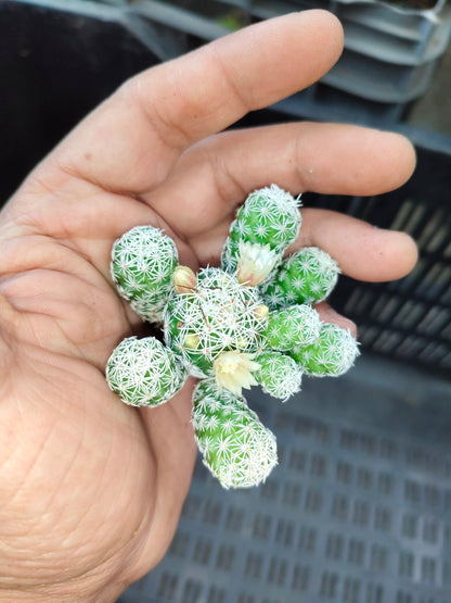 Mammillaria Vetula, The Thimble cactus (Nipple Cactus)