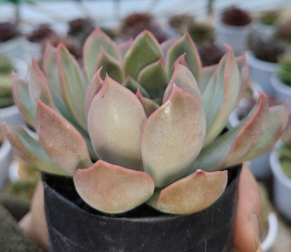 Echeveria 'Pink Harin' Bare-Rooted