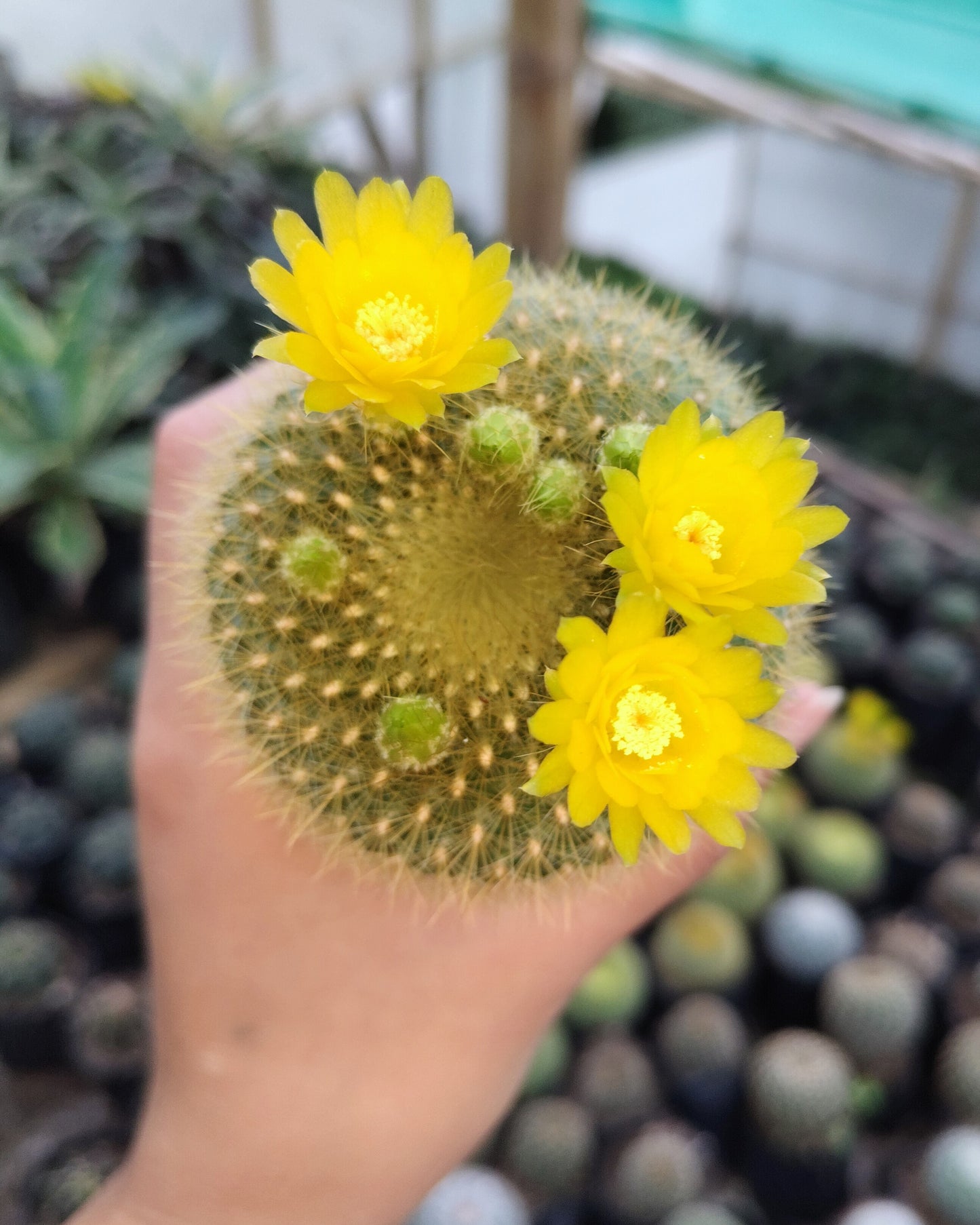 Notocactus Graessneri Cactus (Bare Rooted Live Plant – 3-4 Inches in Diameter)