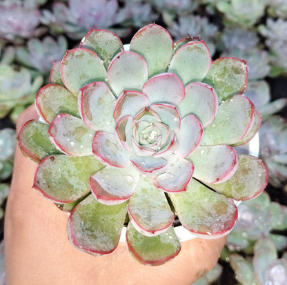 "Echeveria Orient: Beautiful Succulent for Home and Office"- Bare-Rooted