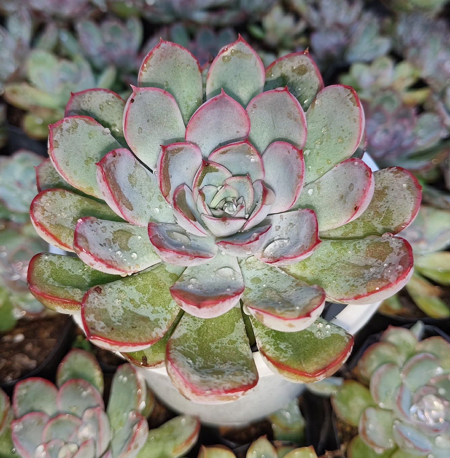 "Echeveria Orient: Beautiful Succulent for Home and Office"- Bare-Rooted