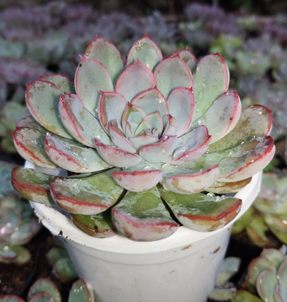 "Echeveria Orient: Beautiful Succulent for Home and Office"- Bare-Rooted