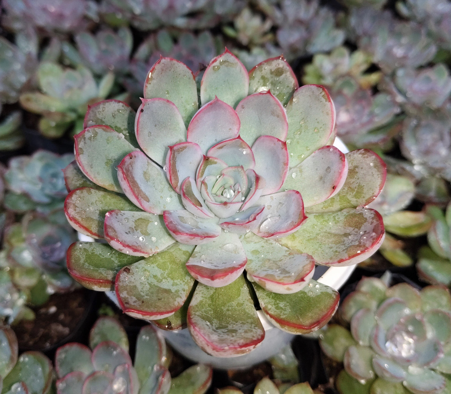 "Echeveria Orient: Beautiful Succulent for Home and Office"- Bare-Rooted