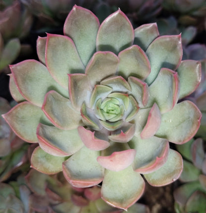 Echeveria 'Pink Harin' Bare-Rooted
