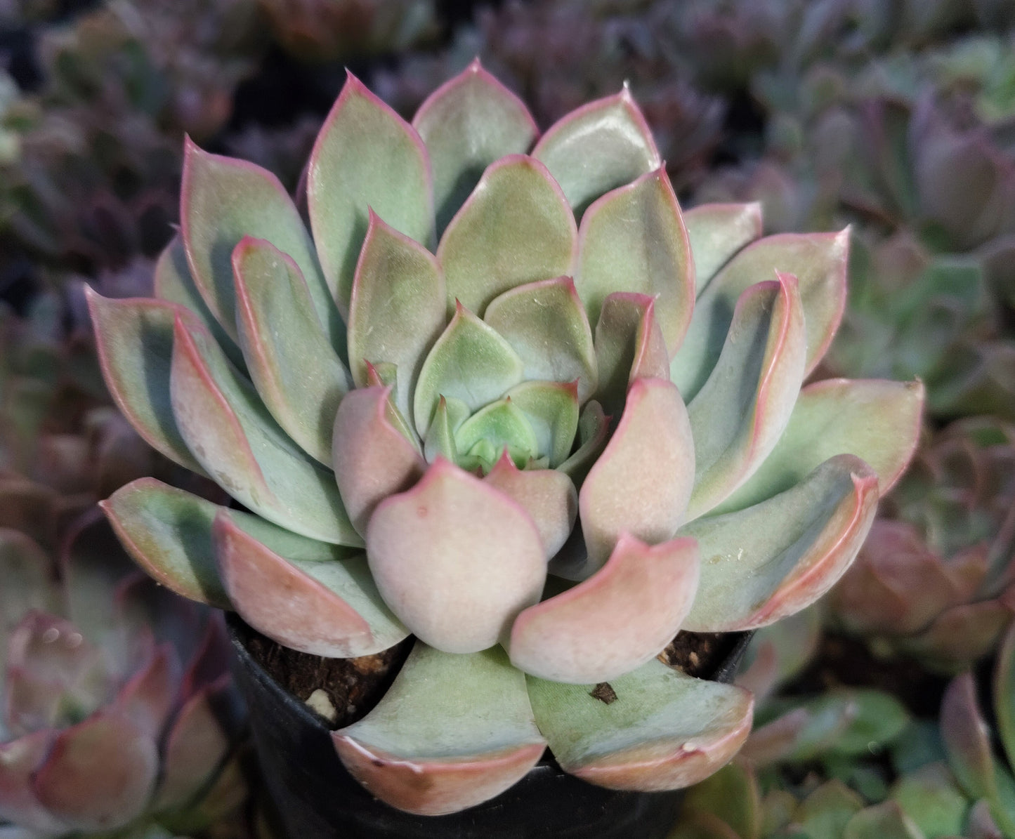 Echeveria 'Pink Harin' Bare-Rooted