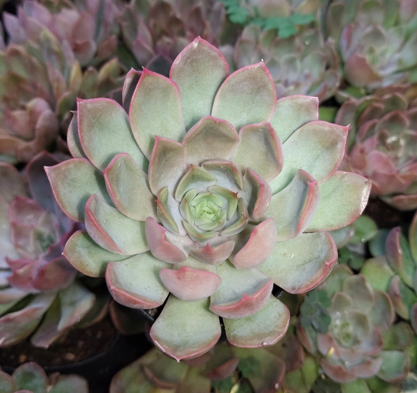 Echeveria 'Pink Harin' Bare-Rooted