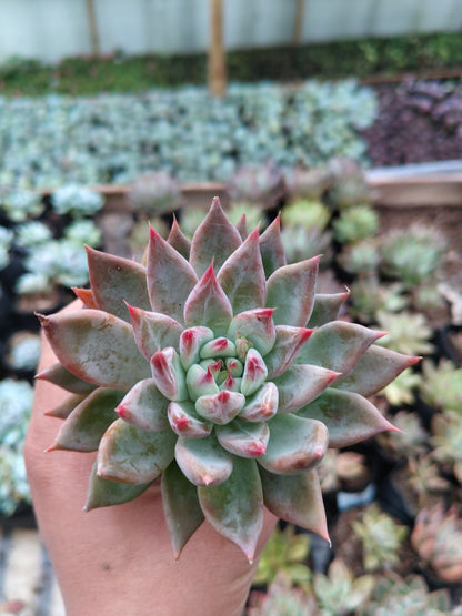 Pink Pachyphytum Hookeri Hybrid (Pink Moonstone) – Mature & Well-Rooted Bare-Rooted Succulent | 75–125 mm Diameter | Perfect for Gifting & Home Décor