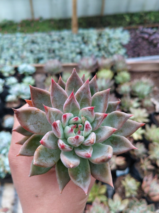 Pink Pachyphytum Hookeri Hybrid (Pink Moonstone) – Mature & Well-Rooted Bare-Rooted Succulent | 75–125 mm Diameter | Perfect for Gifting & Home Décor