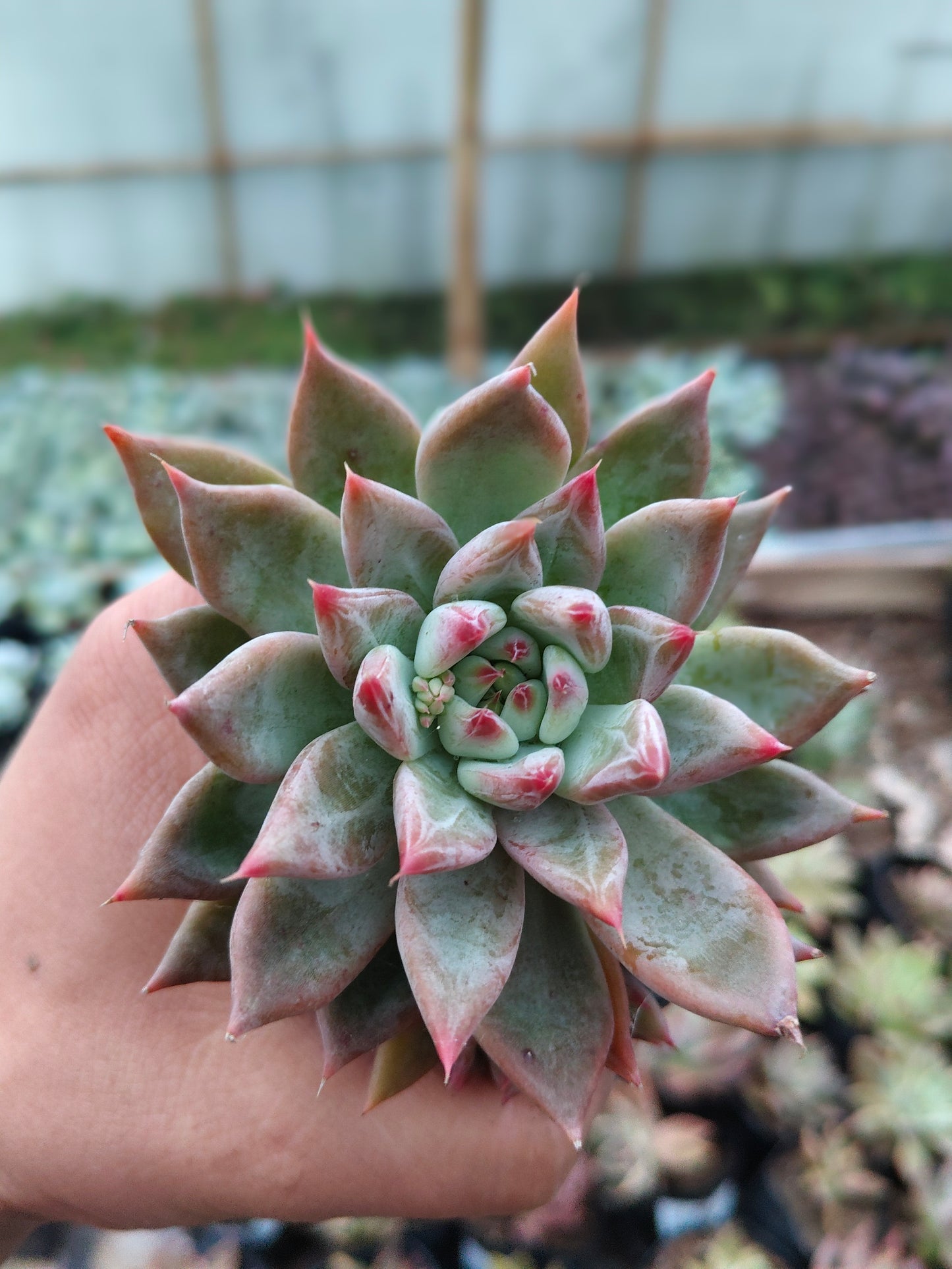 Pink Pachyphytum Hookeri Hybrid (Pink Moonstone) – Mature & Well-Rooted Bare-Rooted Succulent | 75–125 mm Diameter | Perfect for Gifting & Home Décor