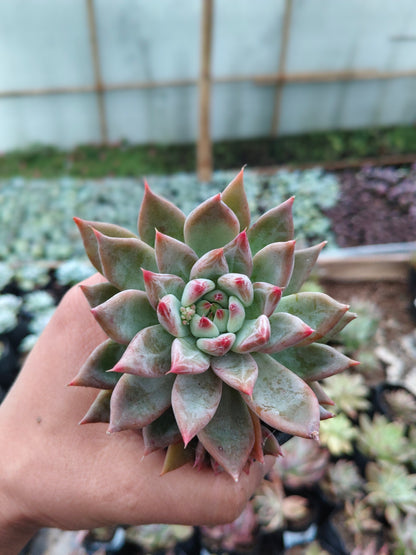 Pink Pachyphytum Hookeri Hybrid (Pink Moonstone) – Mature & Well-Rooted Bare-Rooted Succulent | 75–125 mm Diameter | Perfect for Gifting & Home Décor