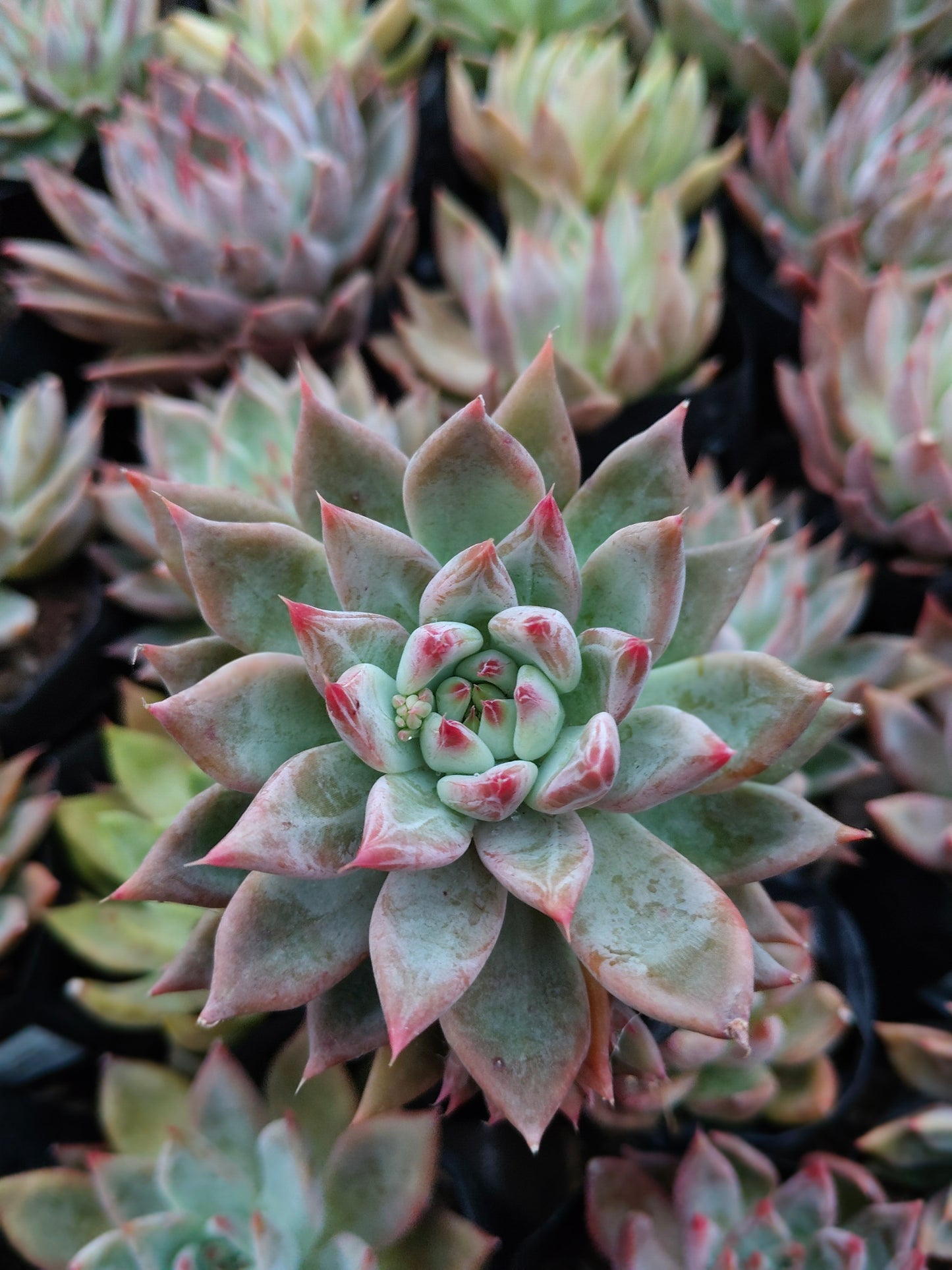 Pink Pachyphytum Hookeri Hybrid (Pink Moonstone) – Mature & Well-Rooted Bare-Rooted Succulent | 75–125 mm Diameter | Perfect for Gifting & Home Décor