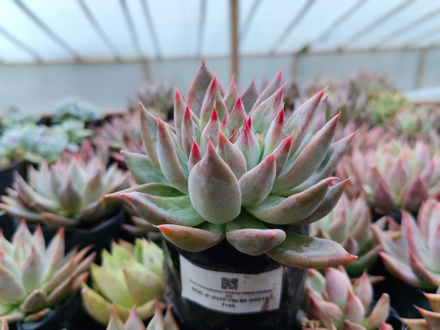 Pink Pachyphytum Hookeri Hybrid (Pink Moonstone) – Mature & Well-Rooted Bare-Rooted Succulent | 75–125 mm Diameter | Perfect for Gifting & Home Décor