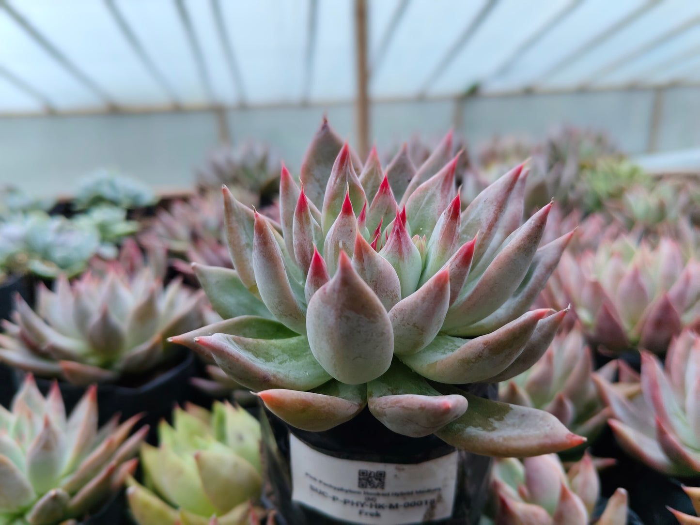 Pink Pachyphytum Hookeri Hybrid (Pink Moonstone) – Mature & Well-Rooted Bare-Rooted Succulent | 75–125 mm Diameter | Perfect for Gifting & Home Décor