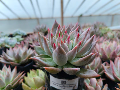 Pink Pachyphytum Hookeri Hybrid (Pink Moonstone) – Mature & Well-Rooted Bare-Rooted Succulent | 75–125 mm Diameter | Perfect for Gifting & Home Décor