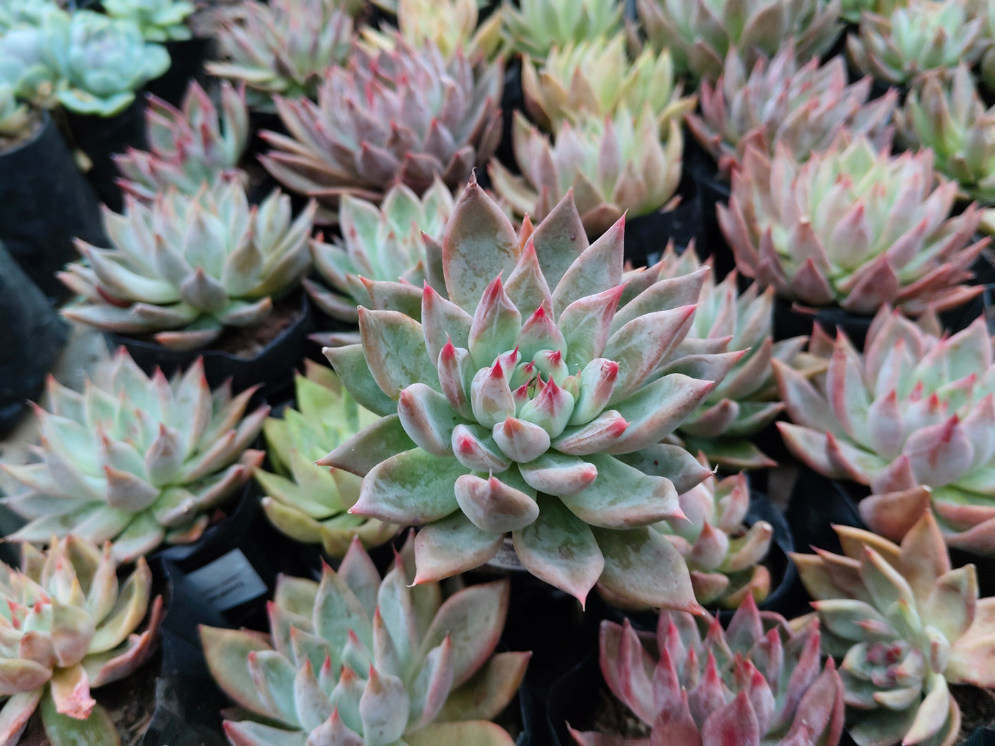 Pink Pachyphytum Hookeri Hybrid (Pink Moonstone) – Mature & Well-Rooted Bare-Rooted Succulent | 75–125 mm Diameter | Perfect for Gifting & Home Décor