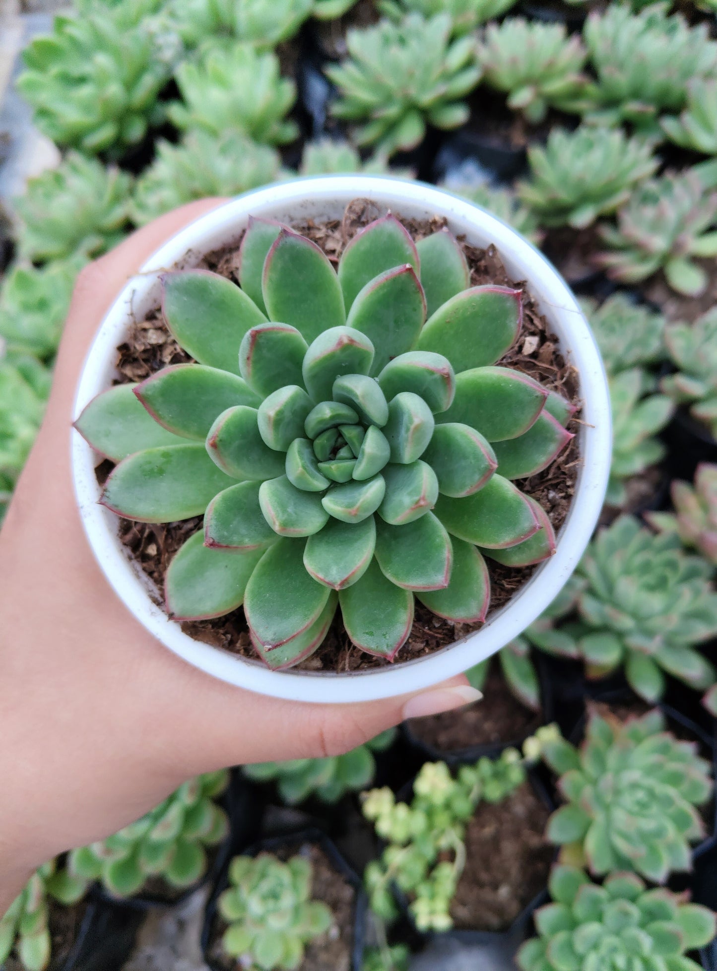 Echeveria 'Royal Green' Bare-Rooted – Elegant Succulent for Home, Office & Garden Decor